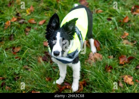 Ein sehr süßer und nasser junger Border-Collie-Welpe schaut gerade auf die Kamera, während er im Park spielt. Stockfoto