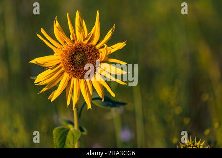 Eine auffällige Sonnenblume steht isoliert vor einem grünen Feld Stockfoto