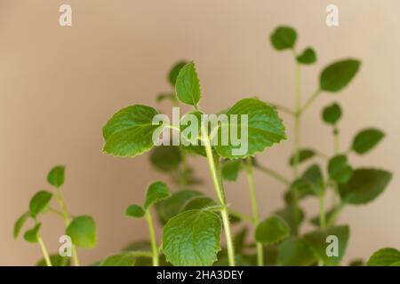 Eine Heilpflanze namens Panikoorka englischer Name Plectranthus amboinicus, Wissenschaftlicher Name Coleus Aromaticus Stockfoto