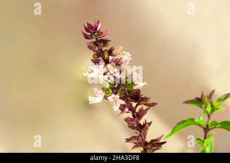 Nahaufnahme Der Asiatischen Kräuterpflanze Ocimum Tenuiflorum Plant Flower. Selektiver Fokus Stockfoto