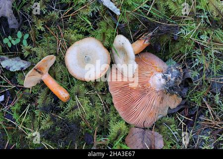 Lactarius deliciosus, allgemein bekannt als Safranmilchkappe oder Rotkieferpilz, wilder Pilz aus Finnland Stockfoto