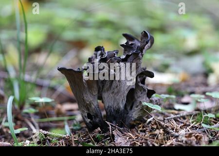 Craterellus cornucopioides, allgemein bekannt als das Horn des Plenty, schwarze Pfifferlinge oder Trompete des toten, wilden Pilzes aus Finnland Stockfoto