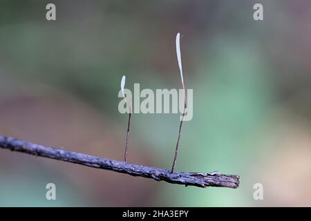 Typhula erythropus, bekannt als Rotschenkelpilz, wilder Pilz aus Finnland Stockfoto