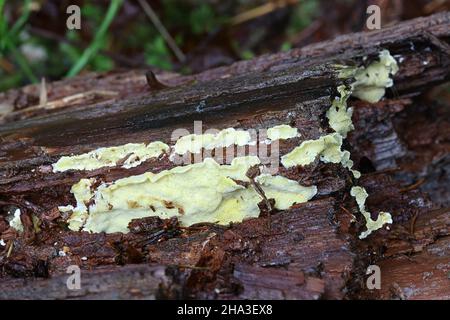 Antrodiella citrinella, auch Flaviporus citrinellus genannt, ein Polyporus aus Finnland ohne gemeinsame englische Bezeichnung Stockfoto