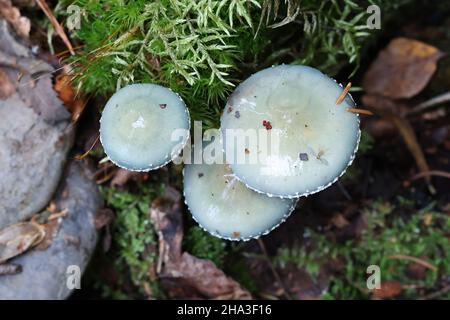 Stropharia aeruginosa, bekannt als das grünspan Grünspan Agaric oder roundhead, Pilze aus Finnland Stockfoto