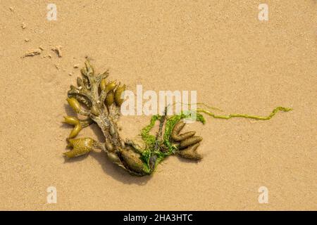 Kleines Stück Seegras an einem verdichteten Sandstrand Stockfoto