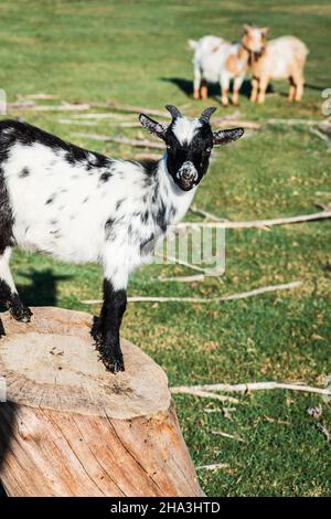 Weiße Ziege mit schwarzen Flecken auf einem Baumstamm, umgeben von Gras und zwei Ziegen auf dem Hintergrund. Stockfoto