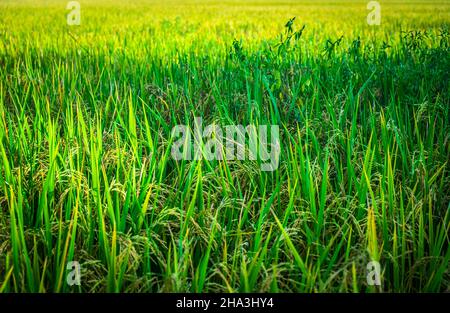 Frischer grüner Reis Feld Hintergrund. Üppig grünes Reisfeld. Frühling und Sommer Hintergrund Stockfoto