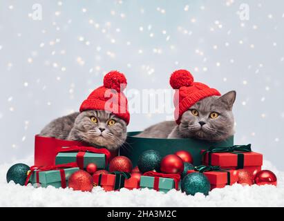 Weihnachtskatzen in Geschenkschachteln. Zwei Katzen in roten Hüten mit Weihnachtsschmuck auf verschneiten Winterhintergrund. Neujahrskarte. Speicherplatz kopieren. Stockfoto