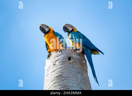 Ein Paar blauer und gelber Aras, Ara Arauna, spielt und starrst auf einem toten Palmstamm, der gegen den blauen Himmel isoliert ist. Stockfoto
