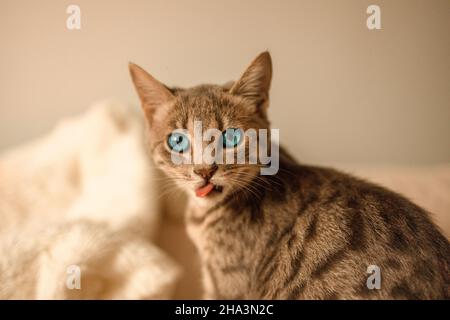 Lustiges gestromte Kätzchen mit blauen Augen sitzt auf einer Strickdecke und schaut in die Kamera. Stockfoto