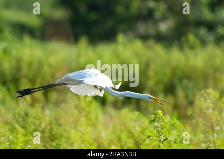 Silberreiher, Ardea alba, fliegt im frühen Morgenlicht durch ein Feld mit offenem Schnabel. Stockfoto