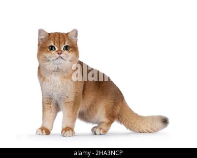 Niedliches goldenes schattiges britisches Kurzhaar-Kätzchen, seitlich unwegig stehend. Blick auf die Kamera mit großen runden Augen. Isoliert auf weißem Hintergrund. Stockfoto