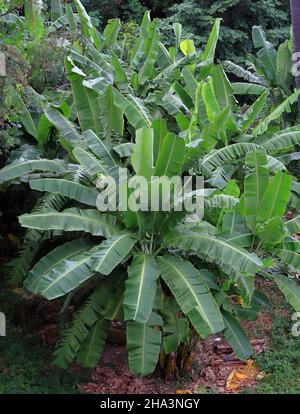 Bananenbäume in der Natur, Luftaufnahme Stockfoto