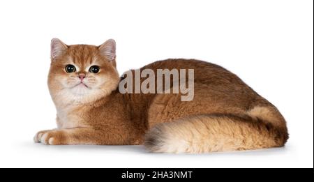 Niedliches goldenes schattiges britisches Kurzhaar-Kätzchen, das sich Seitenwege legt. Blick auf die Kamera mit großen runden Augen. Isoliert auf weißem Hintergrund. Stockfoto