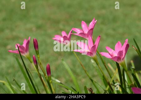 Rosa Regenlilien isoliert auf grünem Hintergrund. Stockfoto