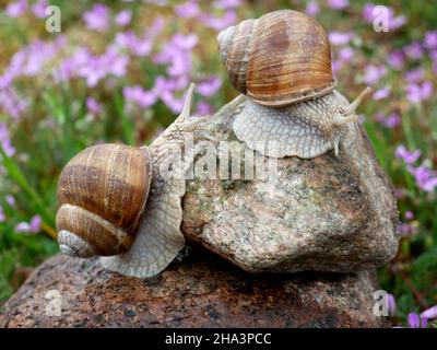 Helix pomatia auch römische Schnecke, Burgunder Schnecke, essbare Schnecke oder Escargot.Schneckenschleim (als SFF in Zutatenetiketten aufgeführt) für Kosmetika, die rege verwendet. Stockfoto