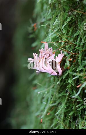 Lentaria byssiseda, ein Korallenpilz aus Finnland, der auf Fichtenstamm wächst, kein gebräuchlicher englischer Name Stockfoto