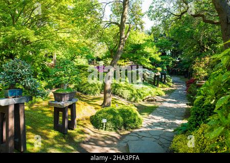 Blühende Rhododendren im japanischen Garten Stockfoto