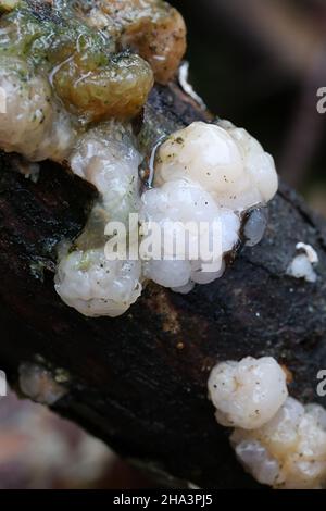 Tremella encephala, allgemein bekannt als Nadelgehirn, wilder Geleepilz aus Finnland Stockfoto