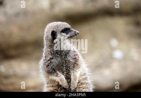 Erdmännchen im Londoner Zoo Stockfoto