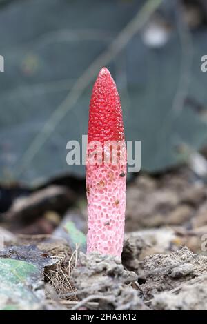 Mutinus ravenelii, als die rote Exemplar des Gemeinen Stinkmorchels bekannt, Pilze aus Finnland Stockfoto