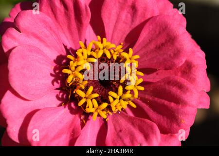 Nahaufnahme einer rosa Zenia-Blume. Stockfoto