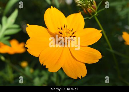 Nahaufnahme der Schwefelkosmos-Blume. Stockfoto