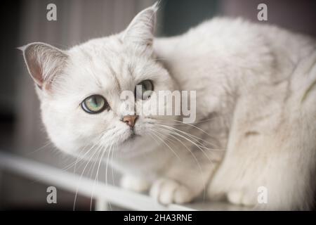 Erwachsene Katze Pedigree Scottish Chinchilla geraden Ohren Stockfoto