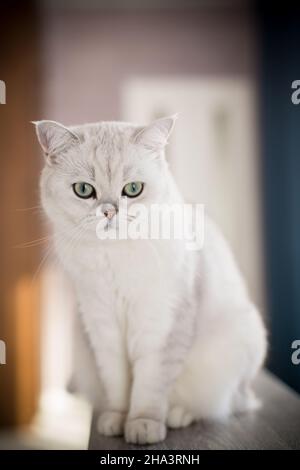 Erwachsene Katze Pedigree Scottish Chinchilla geraden Ohren Stockfoto