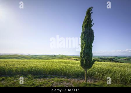 Monteroni d'Arbia, Zypressen- und Weizenfeld entlang der Route der Via Francigena. Provinz Siena, Toskana. Italien, Europa. Stockfoto