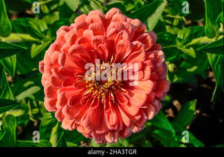 Eine lachsfarbene Zinnia-Blume aus der Nähe auf grünem Blatthintergrund. Zarte rosa flauschige Zinnia - Sommer floralen Hintergrund. Blumenzucht, Landschaftsbau Stockfoto