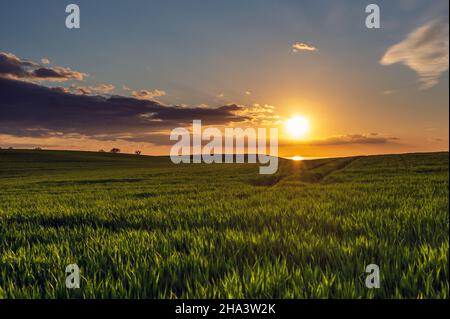 Gerstenfeld bei Sonnenuntergang an der Ostsee, Dazendorf, Ostholstein, Schleswig-Holstein, Deutschland Stockfoto