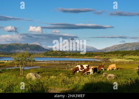 Landschaft mit Kühen, Insel Leka, Norwegen Stockfoto