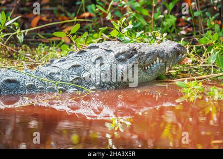 American Alligator (Alligator missipiensis), Sanibel Island, J.N. Ding Darling National Wildlife Refuge, Florida, USA Stockfoto