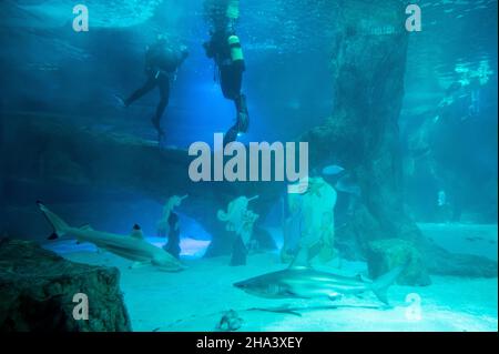 Madrid, Spanien. 10th Dez 2021. Zwei Taucher installieren die traditionelle Weihnachtskrippe unter Wasser im Haibecken des Aquariums im Zoo von Madrid. Quelle: Marcos del Mazo/Alamy Live News Stockfoto