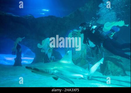 Madrid, Spanien. 10th Dez 2021. Zwei Taucher installieren die traditionelle Weihnachtskrippe unter Wasser im Haibecken des Aquariums im Zoo von Madrid. Quelle: Marcos del Mazo/Alamy Live News Stockfoto