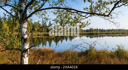 Riedsee, Wurzacher Ried, Bad Wurzach, Oberschwaben, Baden-Württemberg, Deutschland, Europa Stockfoto