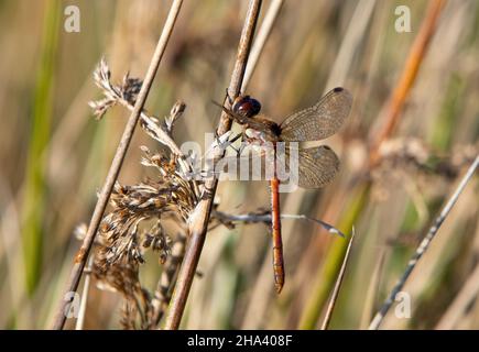 Gemeine Darter-Libelle, die auf der Vegetation thront Stockfoto