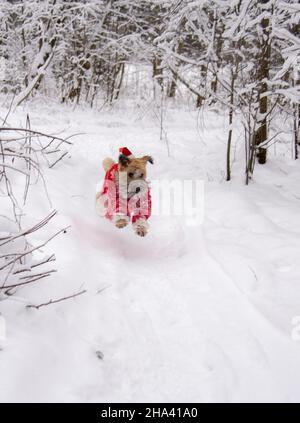 Irischer, weich beschichteter Terrier mit Weizenbesen. Ein flauschiger roter Hund in einem roten Neujahrsanzug posiert in einem schneebedeckten Wald. Stockfoto