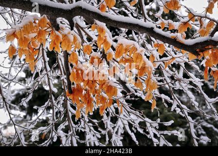 Schöne Aussicht auf die Blätter nach dem starken Schneefall Stockfoto