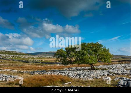 Einteiliger Baum auf Kalksteinpflaster über Inglelton in den Yorkshire Dales. Stockfoto