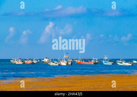 Playa del Carmen Mexiko 05. August 2021 Boote und Yachten und viele sehr ekelhafte rote Algen Sargazo am tropischen mexikanischen Strand in Playa del Carme Stockfoto