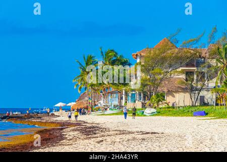 Playa del Carmen Mexiko 05. August 2021 Viele sehr ekelhafte rote Algen Sargazo im Resort am tropischen mexikanischen Strand in Playa del Carmen Mexiko. Stockfoto