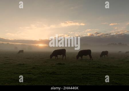Sonnenaufgang über Sudbury-Wiesen in Suffolk mit Kühen im Morgennebel. Stockfoto
