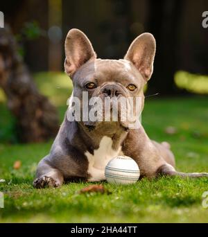 Cricketspieler Chris Jordan und sein französischer Bullenhund Griffin. Nur für redaktionelle Verwendung Bild von Jim Holden Stockfoto