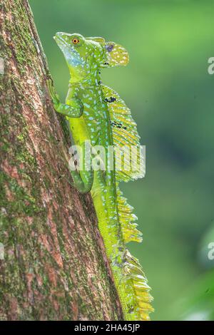 Plot Basilisk (Basiliscus plumifrons) Bewegen Baum, Costa Rica, Mittelamerika Stockfoto