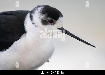 Black-winged Stilt (Himantopus himantopus), Nahaufnahme von Erwachsenen, Kampanien, Italien Stockfoto