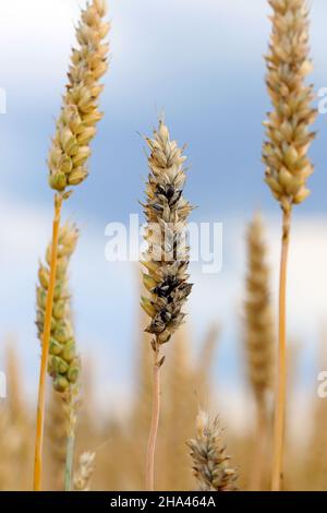 Gewöhnlicher Bund oder stinkender und bedeckter Schutt ist eine Krankheit des Frühlings- und Winterwehens, die durch Tilletia tritici und laevis verursacht wird. Stockfoto