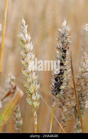 Gewöhnlicher Bund oder stinkender und bedeckter Schutt ist eine Krankheit des Frühlings- und Winterwehens, die durch Tilletia tritici und laevis verursacht wird. Stockfoto